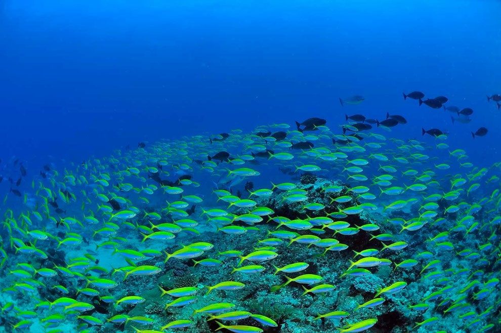 Schools of snapper - Diving Madagascar