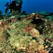 Diverse reef life - Madagascar