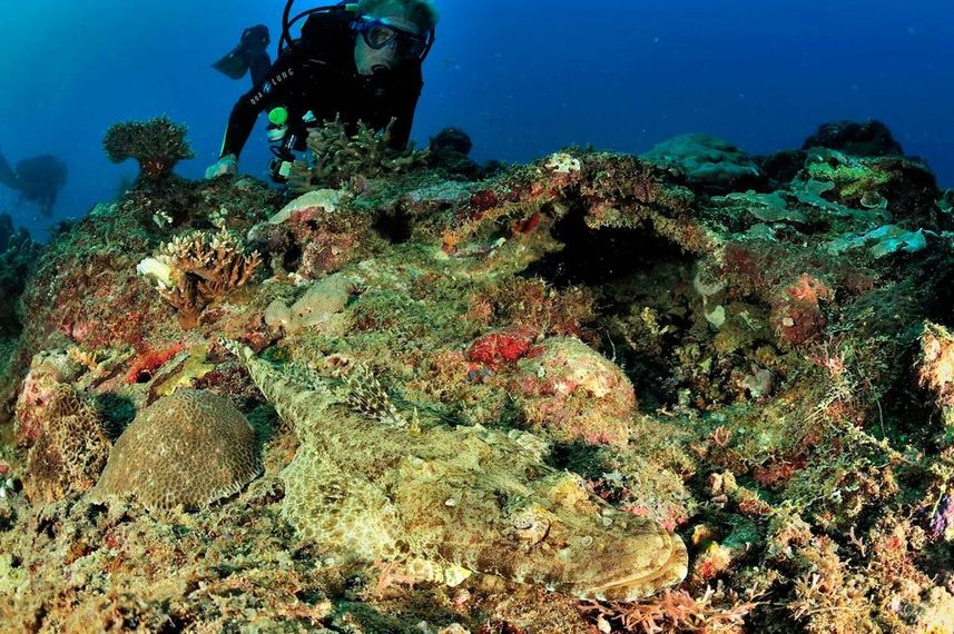 Diverse reef life - Madagascar