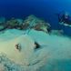 Sting ray in the sand - Madagascar