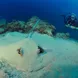 Sting ray in the sand - Madagascar