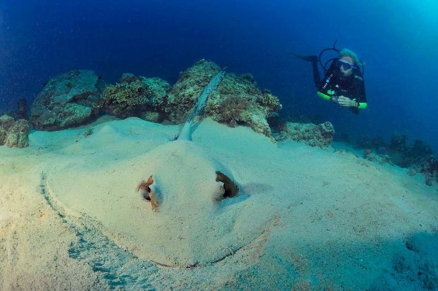 Sting ray in the sand - Madagascar