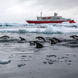 Penguins in Antarctica