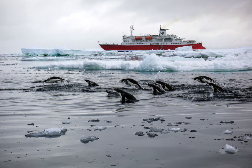 Penguins in Antarctica