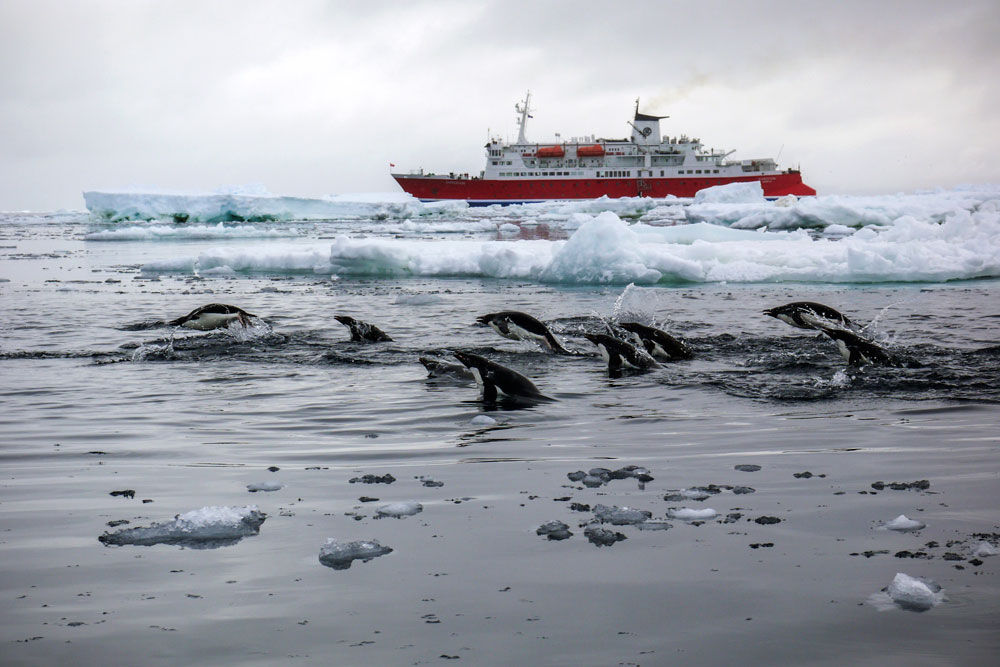 Penguins in Antarctica