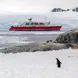 Penguin in Petermann Island