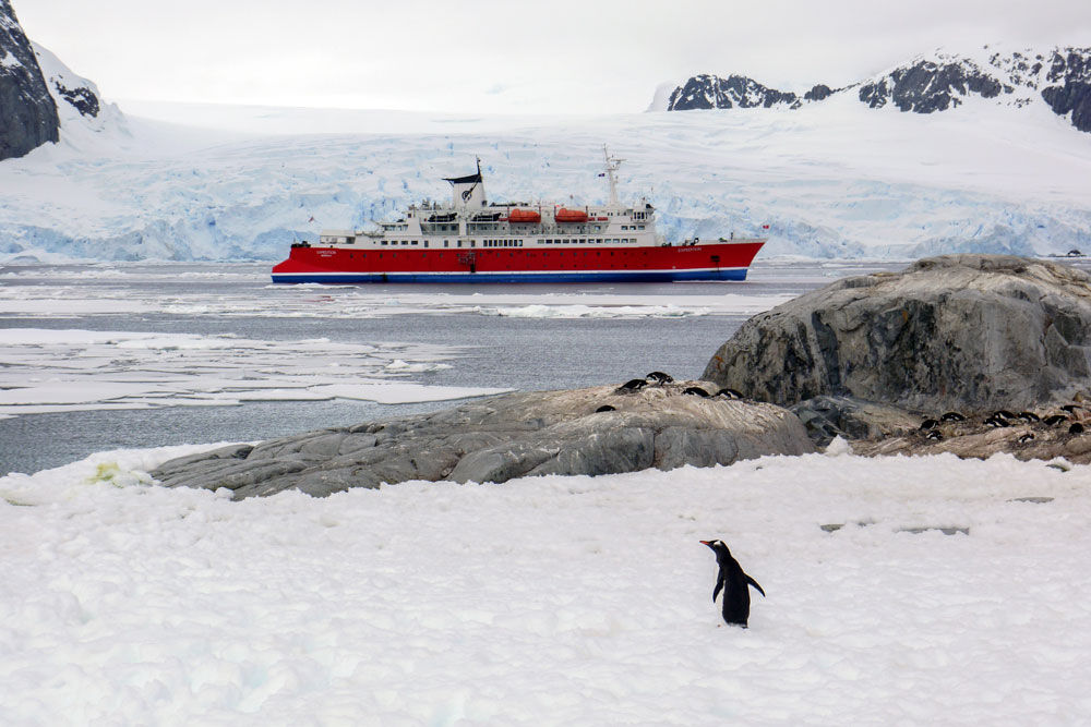 Penguin in Petermann Island