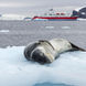 Antarctica Sea Leopard Ice