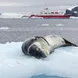 Antarctica Sea Leopard Ice