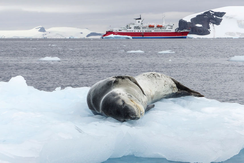 Antarctica Sea Leopard Ice