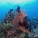 Amazing coral formations in Indonesia