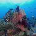 Amazing coral formations in Indonesia