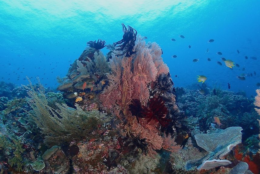 Amazing coral formations in Indonesia