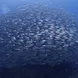 Diving with huge schools of fish life