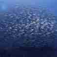 Diving with huge schools of fish life