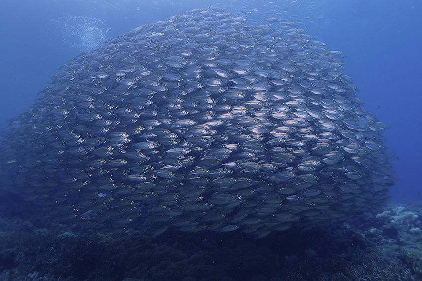 Diving with huge schools of fish life