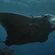 Diving with Manta Rays in Indonesia 