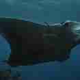 Diving with Manta Rays in Indonesia 