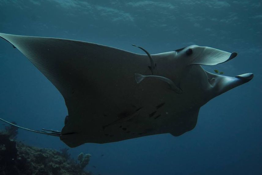 Diving with Manta Rays in Indonesia 