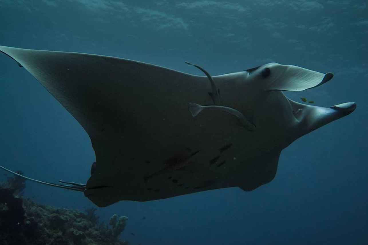 Diving with Manta Rays in Indonesia 