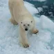 Arctic Expedition Polar Bear Ice