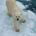Arctic Expedition Polar Bear Ice
