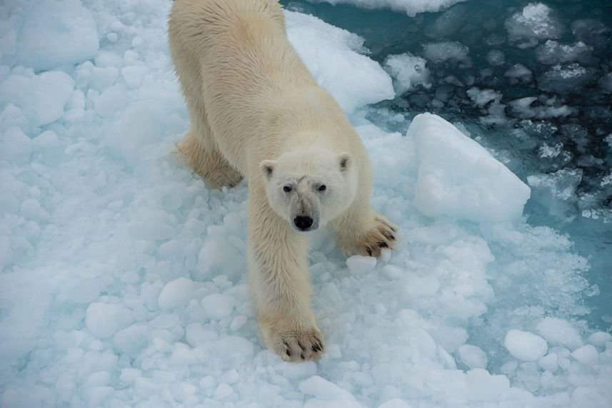 Arctic Expedition Polar Bear Ice