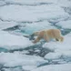 Arctic Expedition Polar Bear Ice