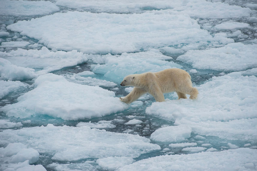 Arctic Expedition Polar Bear Ice