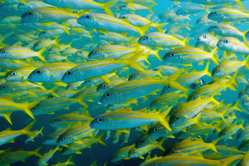 Marine Life - Oman Aggressor