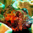 Marine Life - Oman Aggressor