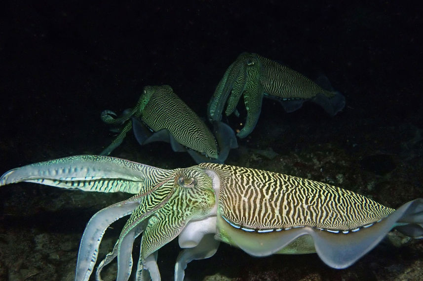 Marine Life - Oman Aggressor