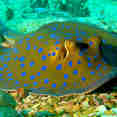 Marine Life - Oman Aggressor