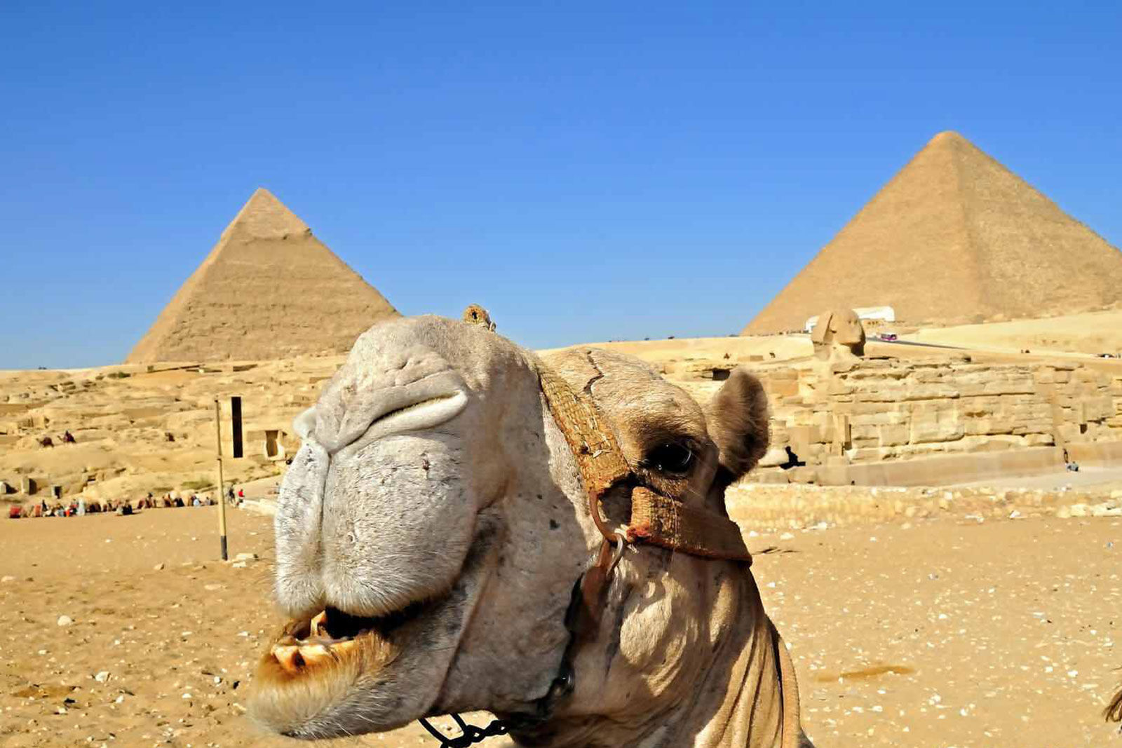 Camel