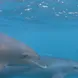 Dolphins