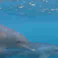 Dolphins