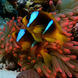 Marine Life - Red Sea Aggressor II