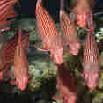 Marine Life - Red Sea Aggressor II