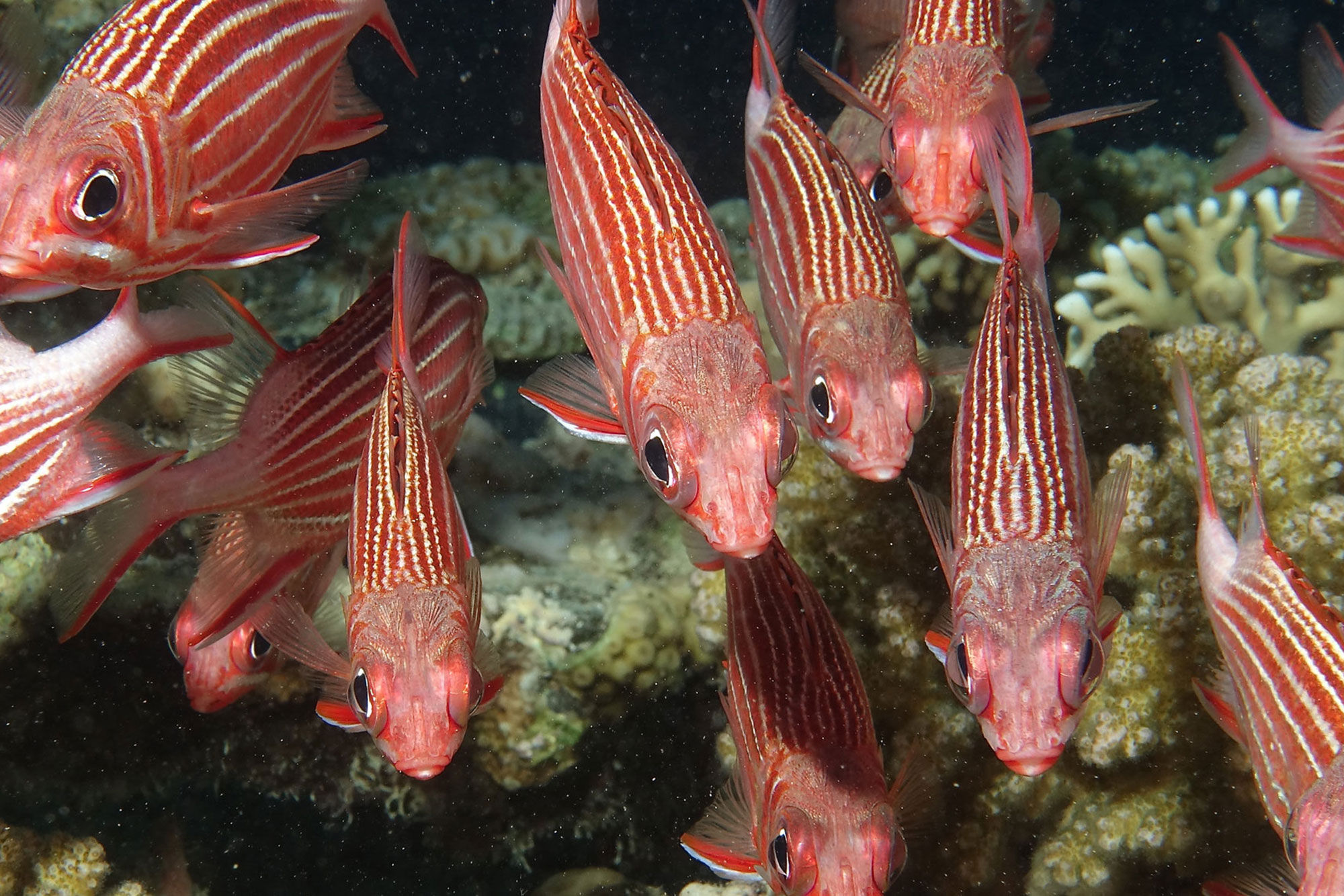 Marine Life - Red Sea Aggressor II