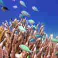 Coral Reef - Coral Sea Dreaming