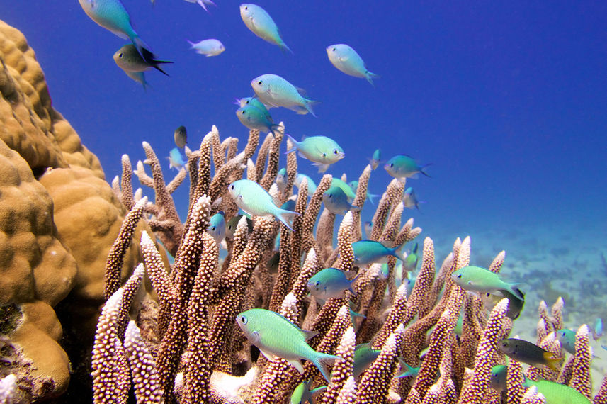 Coral Reef - Coral Sea Dreaming