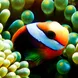 Underwater Clown Fish - Coral Sea Dreaming Australia