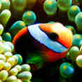 Underwater Clown Fish - Coral Sea Dreaming Australia