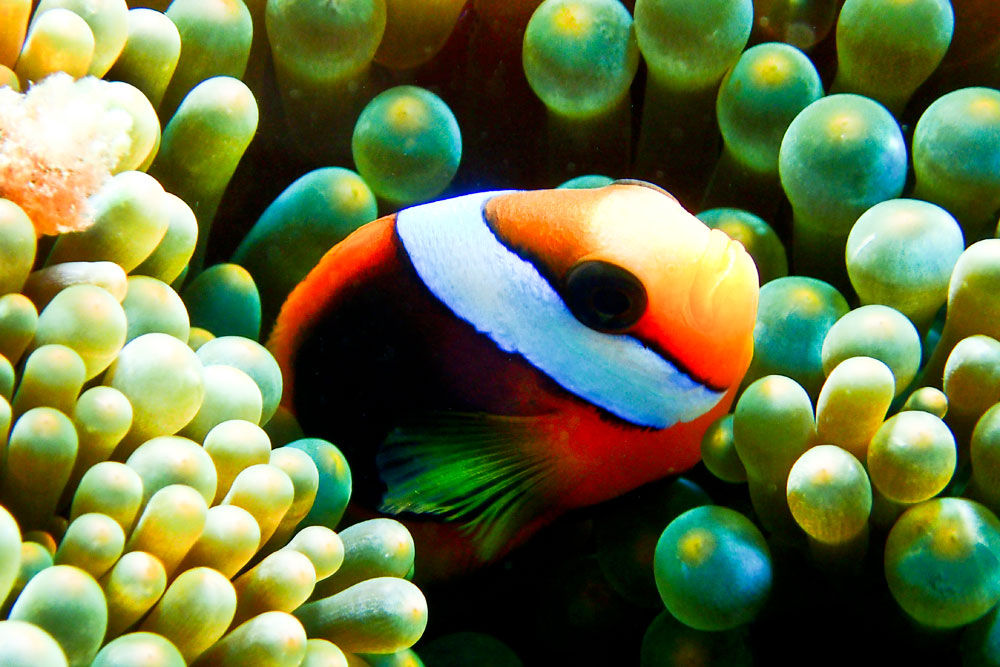 Underwater Clown Fish - Coral Sea Dreaming Australia