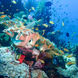 Onderwaterleven - Coral Sea Dreaming