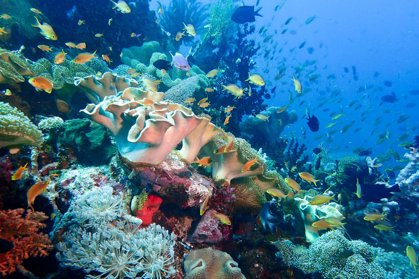 Marine Life - Coral Sea Dreaming