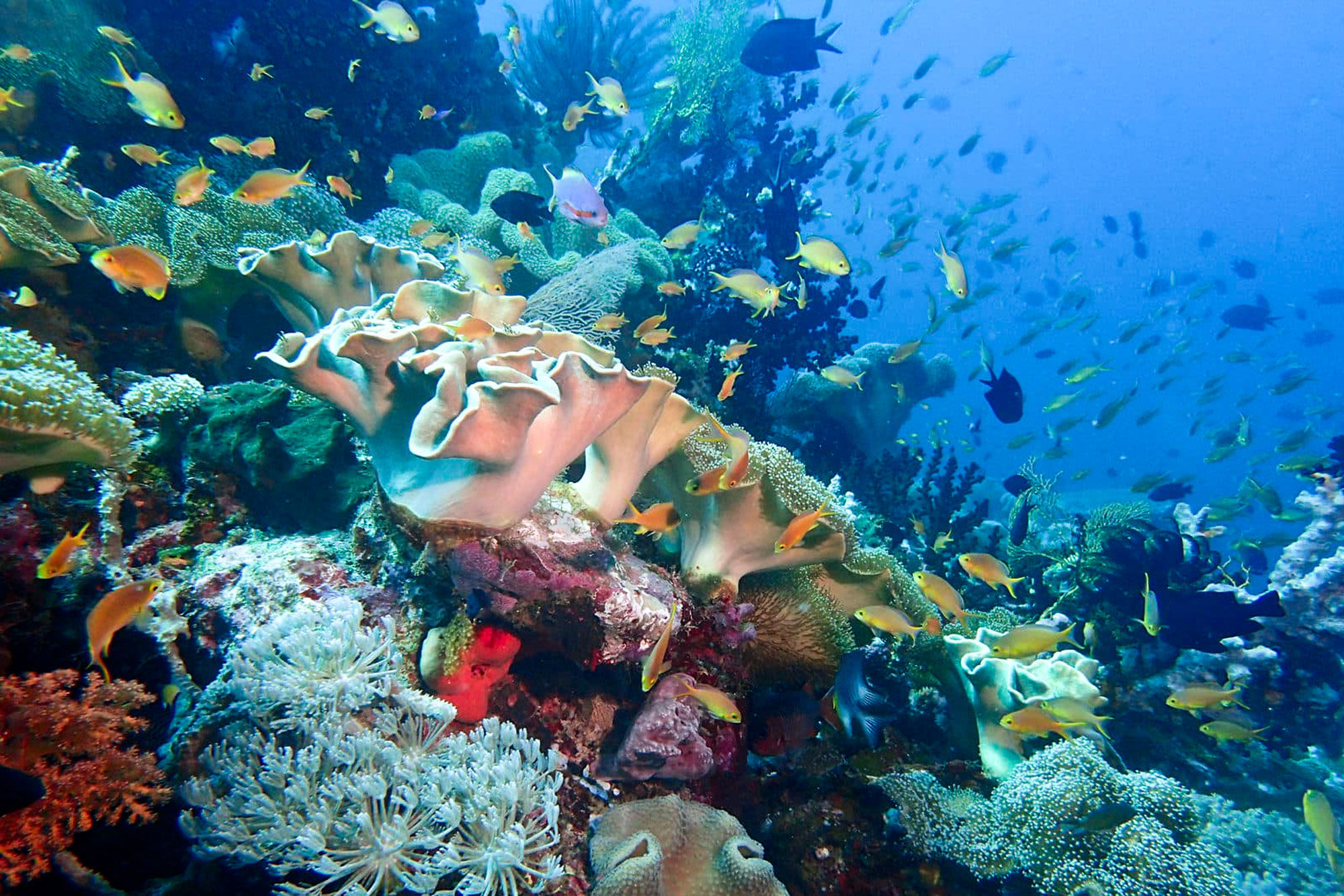 海洋生物 - Coral Sea Dreaming