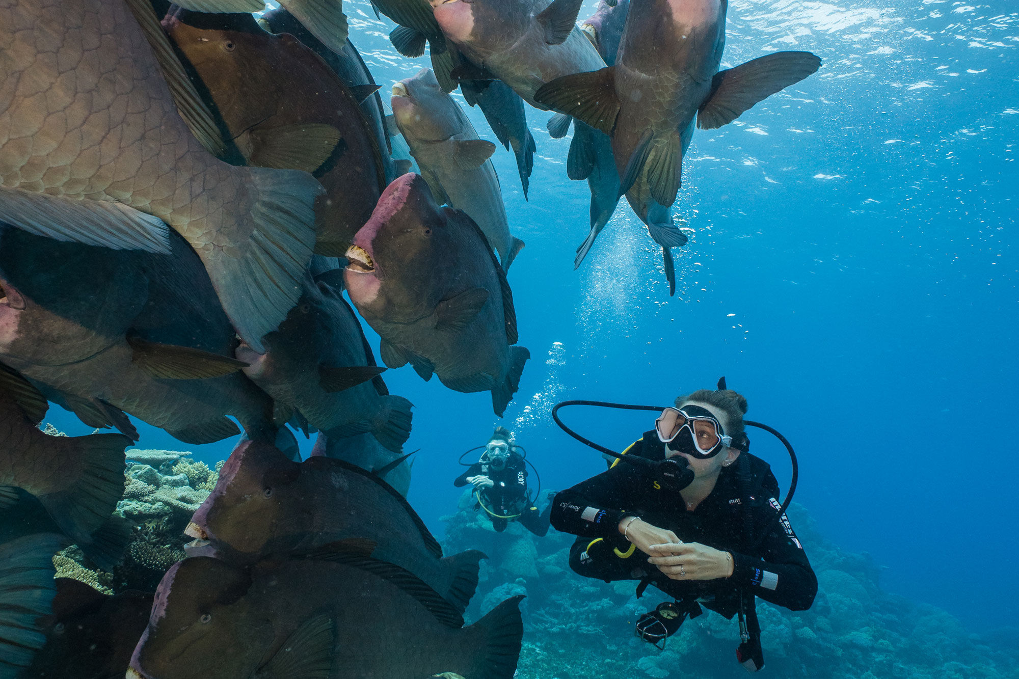 Diving - Coral Sea Dreaming