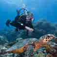 Diving - Coral Sea Dreaming