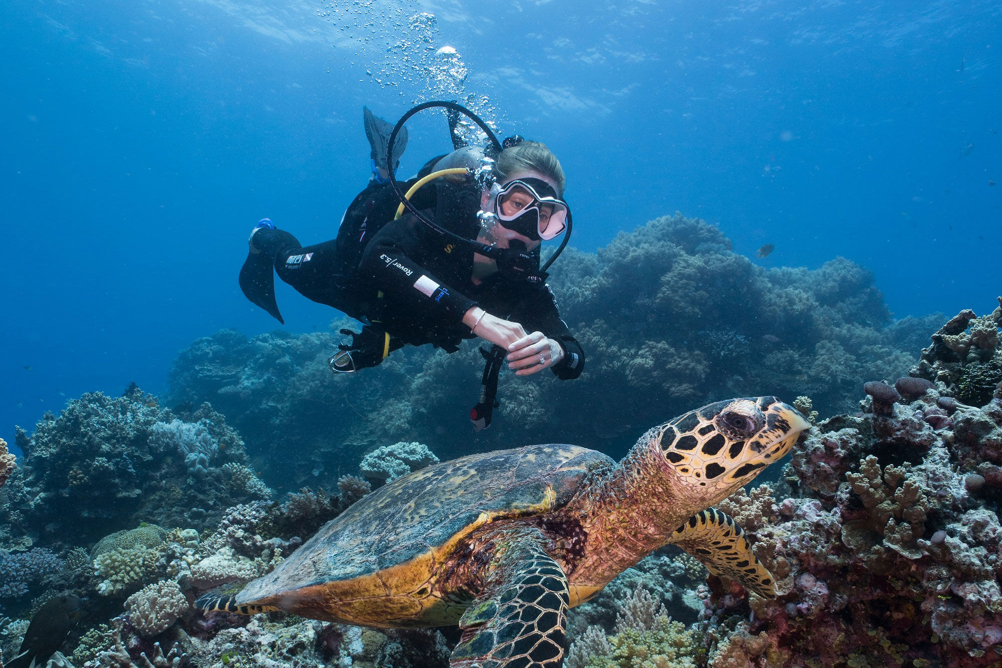 Diving - Coral Sea Dreaming